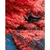 Набір для розпису по номерах Червоне листя Японії Strateg розміром 40х50 см (DY275)