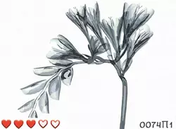 0074П1 Картина	"Туманні квіти" 40*50 см 0074П1 Картина	"Туманні квіти" 40*50 см