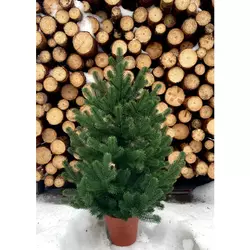 215N/70/G Ялинка Traditional лита 70см в горщику зелена нова 215N/70/G Ялинка Traditional лита 70см в горщику зелена нова