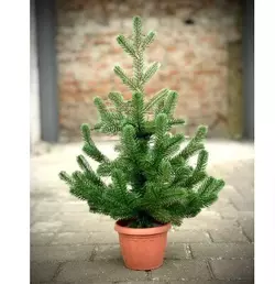 215N/50/G Ялинка Traditional лита 50см в горщику зелена нова 215N/50/G Ялинка Traditional лита 50см в горщику зелена нова