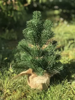 100/35/G Ялинка Premium лита 35 см в мішковині зелена 100/35/G Ялинка Premium лита 35 см в мішковині зелена